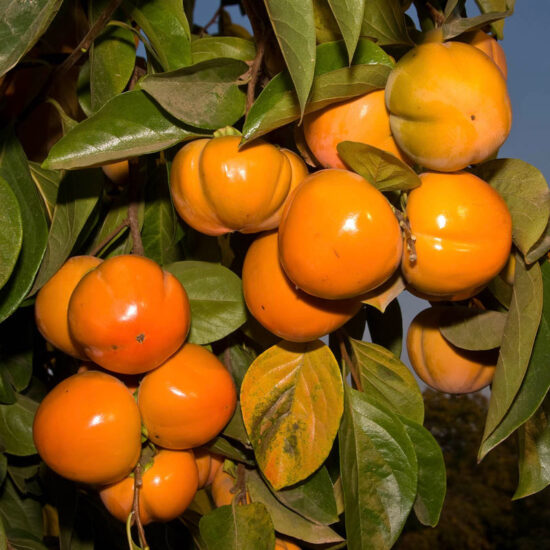 Fuyu Gosho Persimmon