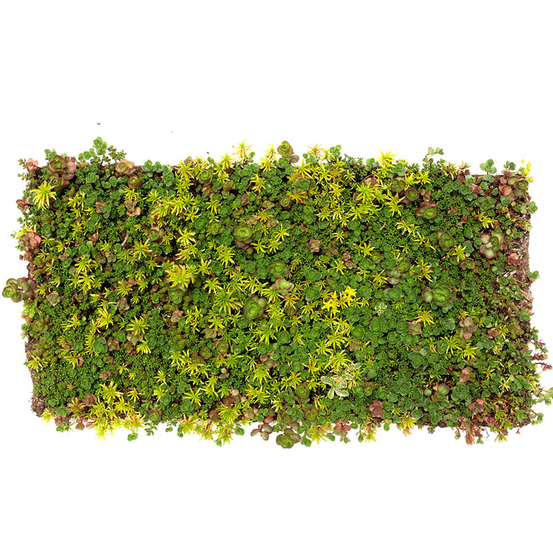 Sedum Carpet Tile