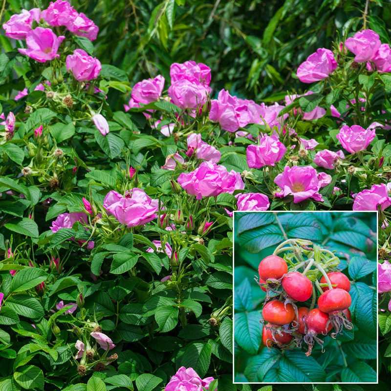 Sweet Hips Rugosa Rose