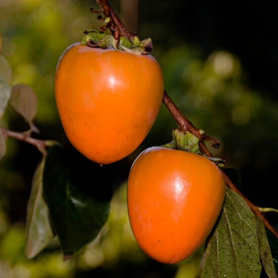 Hachiya Persimmon Tree