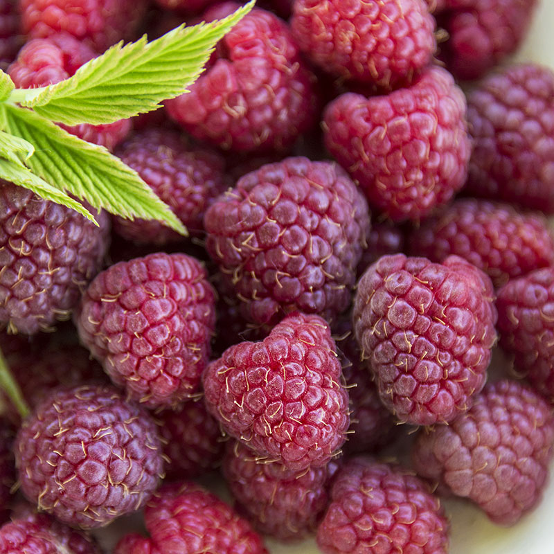 Crimson Night Raspberry Plant