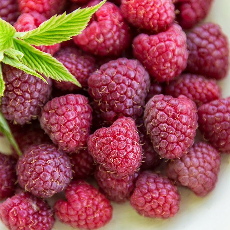 Crimson Night Raspberry Plant