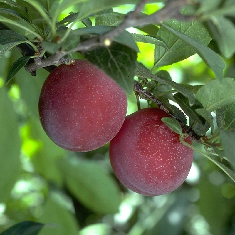 Beauty Plum Tree