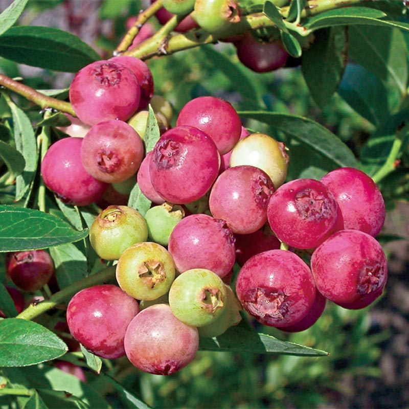 Pink Lemonade Blueberry Plant