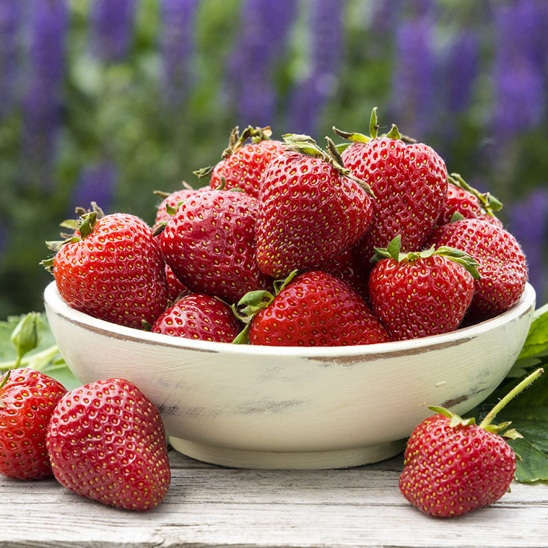 Charlotte Everbearing Strawberry Plant