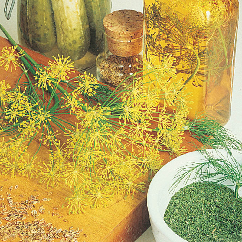 Mammoth Dill Seed Herb — Plant