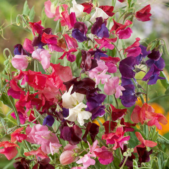 Annual Sweet Pea Heirloom Mix