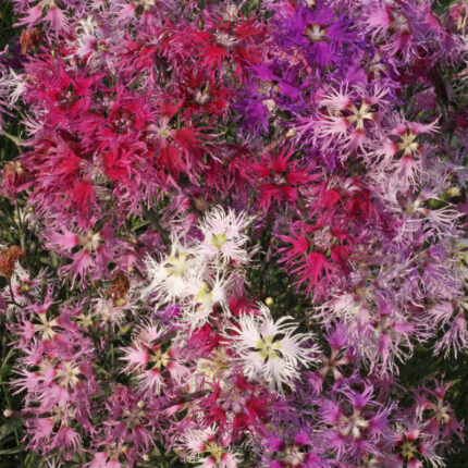 Rainbow Loveliness Dianthus