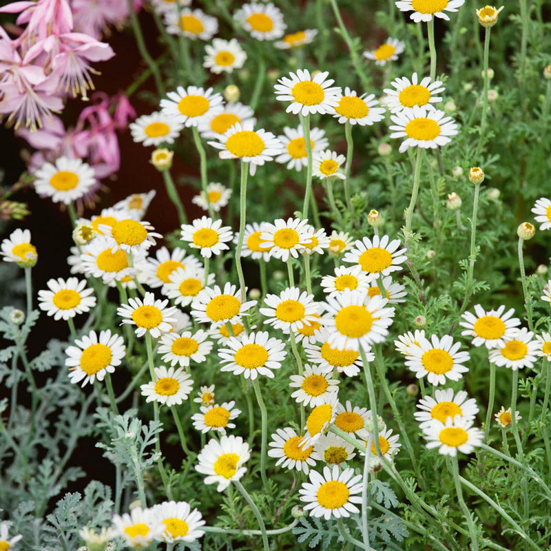 German Chamomile — Plant