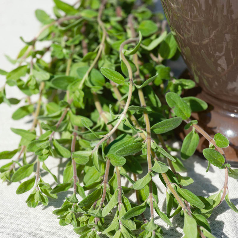 Marjoram — Plant