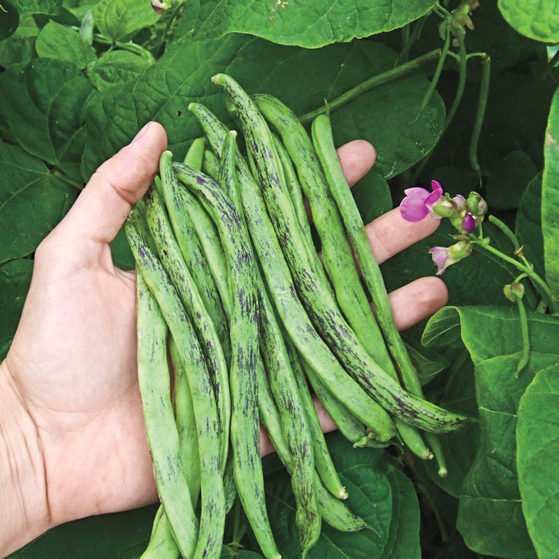 Rattlesnake Pole Bean Seed