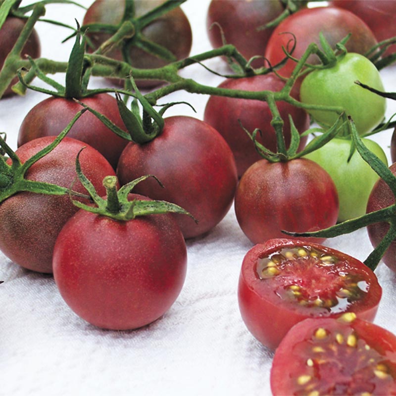 Chocolate Cherry Tomato