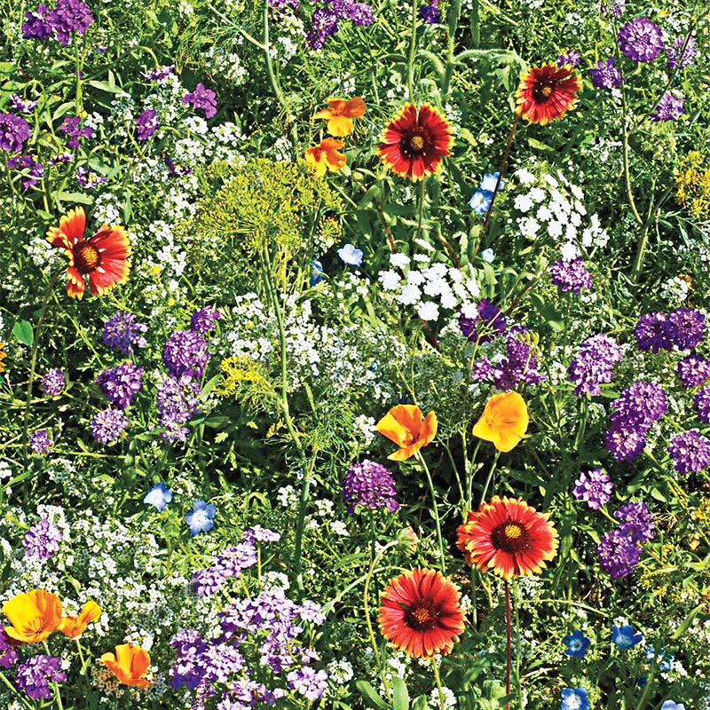 Gurneys Beneficial Bug Wildflower Seed Blend