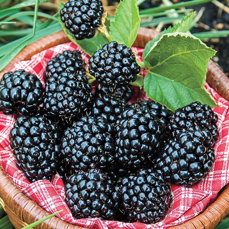 Arapaho Blackberry Plant