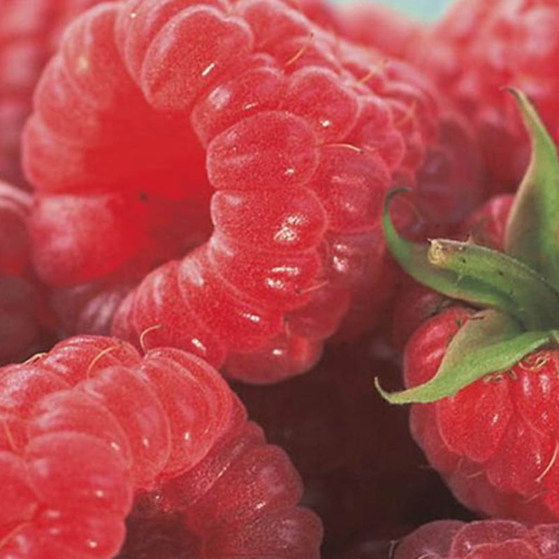 Caroline Raspberry Plant