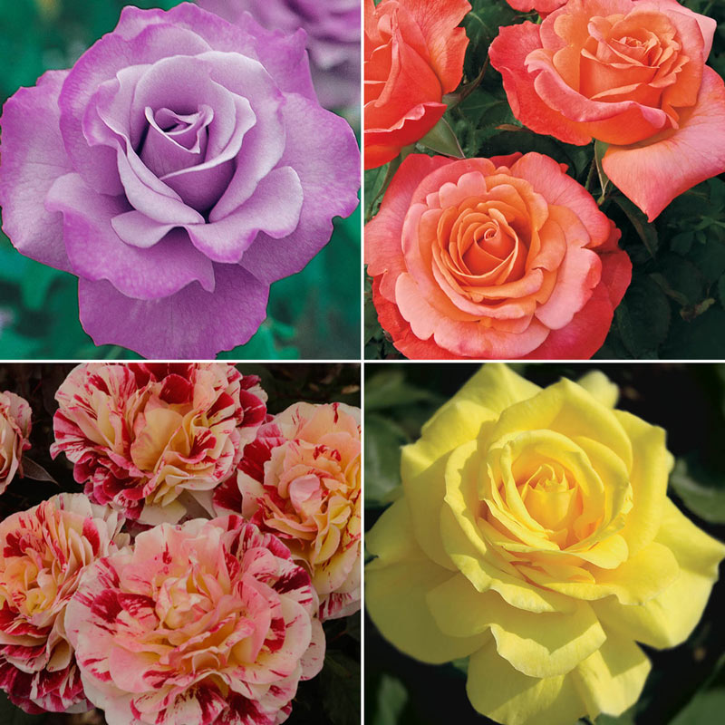 Our Choice Jumbo Floribunda Rose