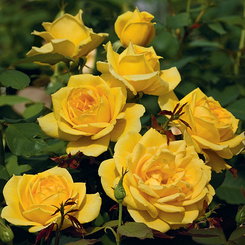 Our Choice Jumbo Grandiflora Rose