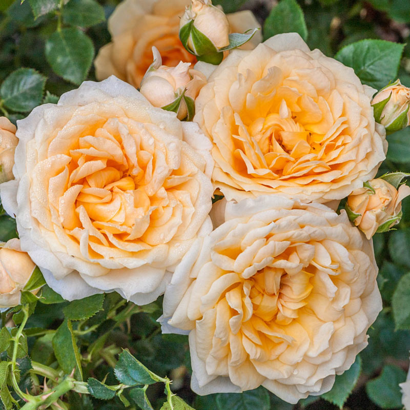 Our Choice Jumbo Shrub Rose