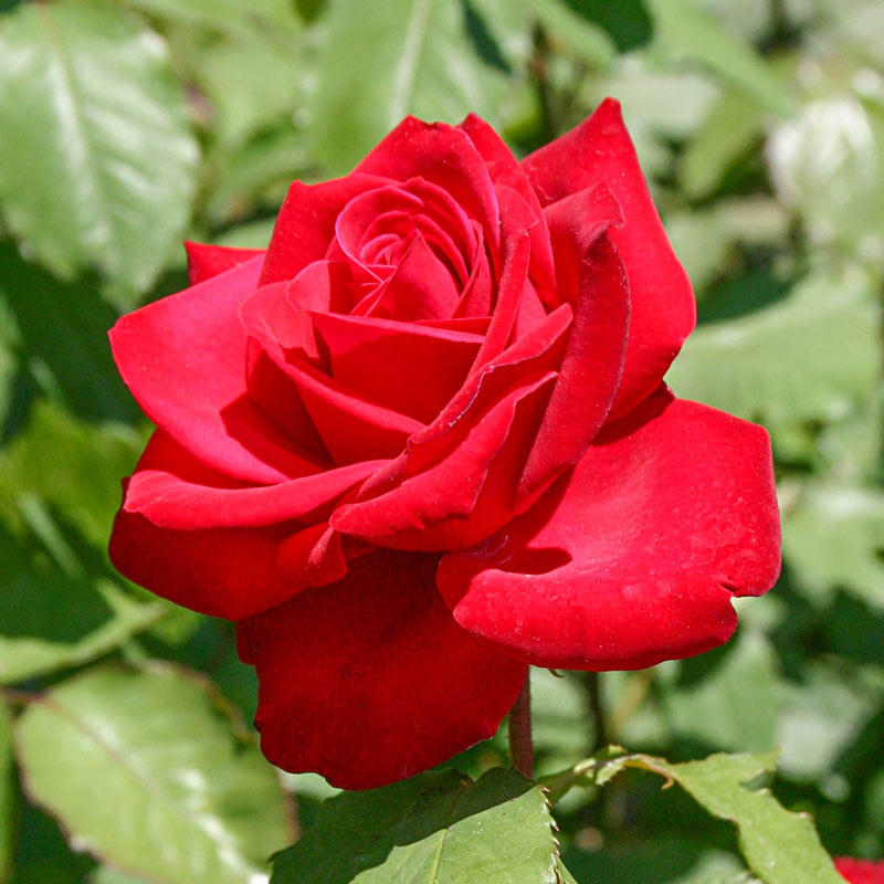 Olympiad Hybrid Tea Rose