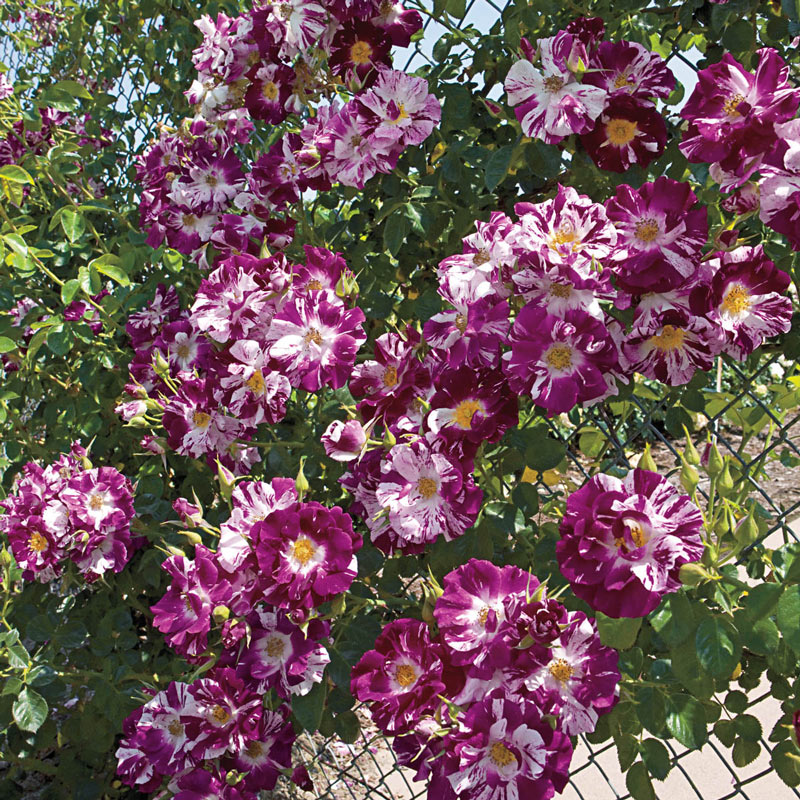 Purple Splash Climbing Rose