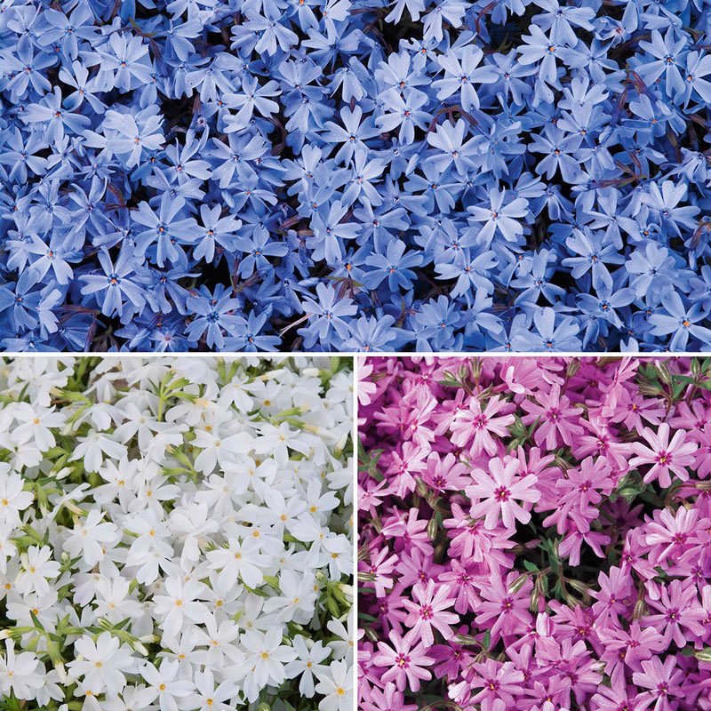 Carpet Phlox Mix Seed