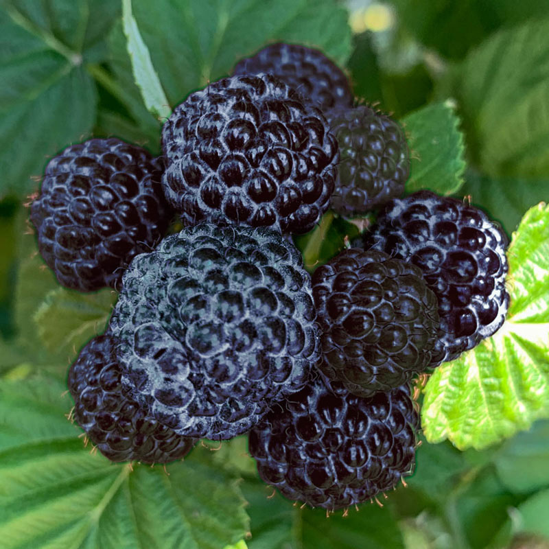 Born Free Thornless Black Raspberry Plant