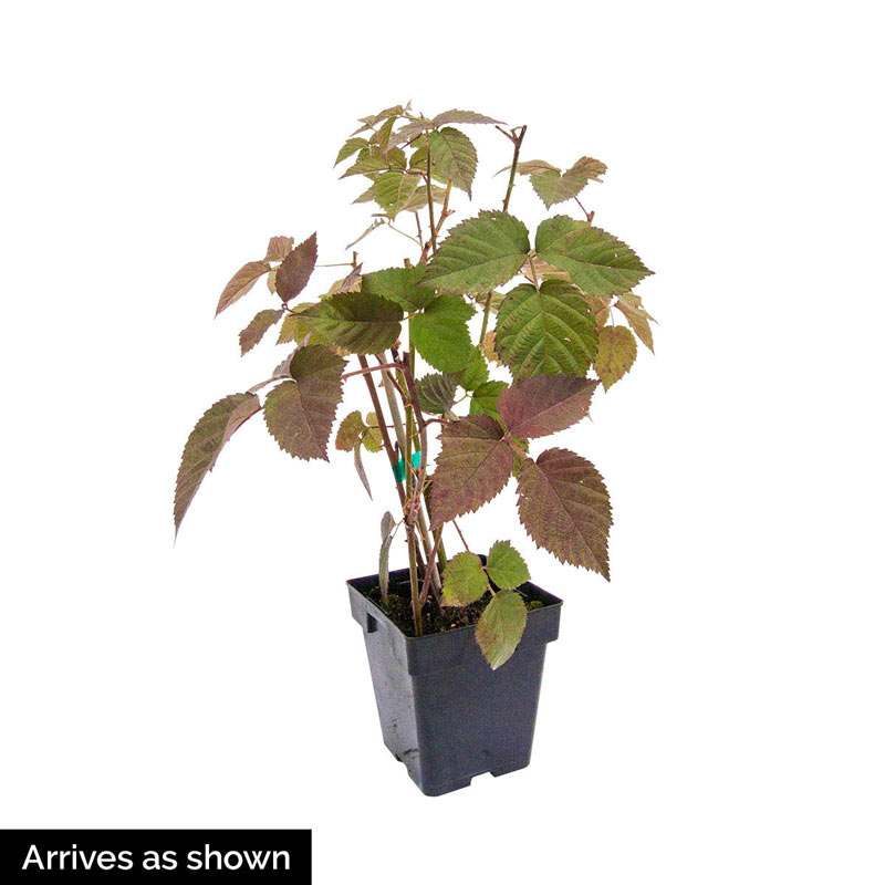 Born Free Thornless Black Raspberry Plant