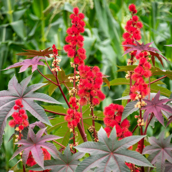 Purple Glow Castor Bean