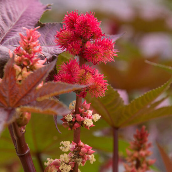 Purple Glow Castor Bean