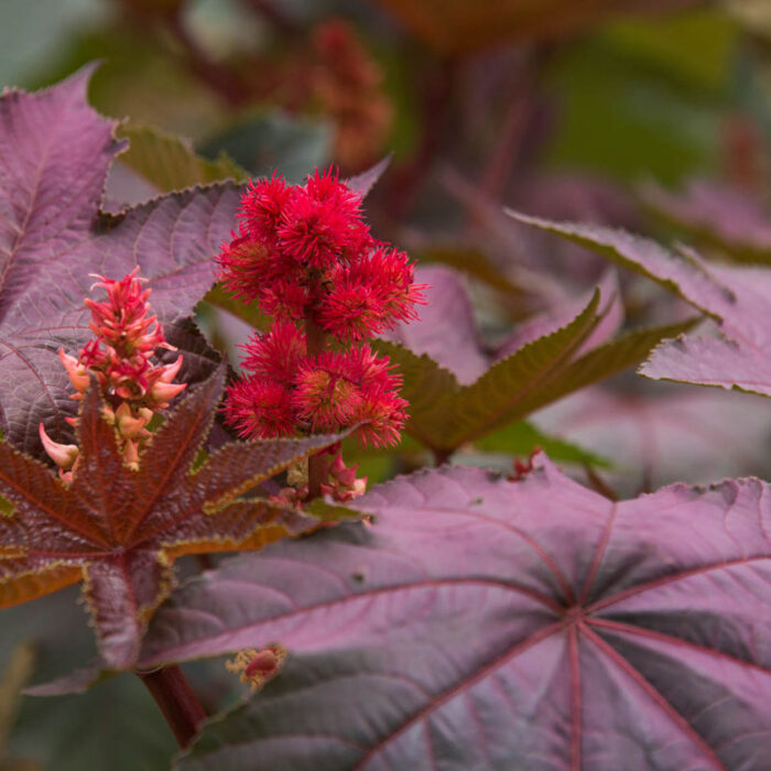 Purple Glow Castor Bean