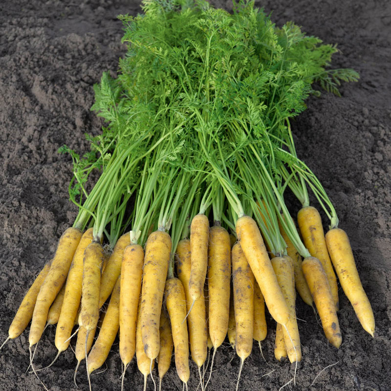 Yellow Moon Carrot Seed