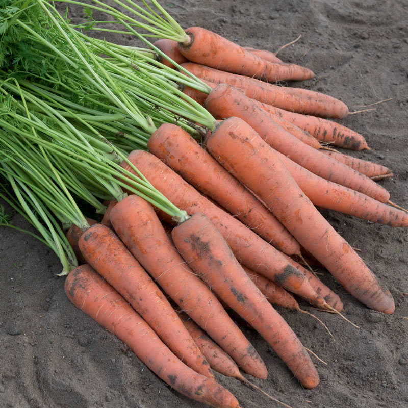 Istanbul Hybrid Carrot Seed