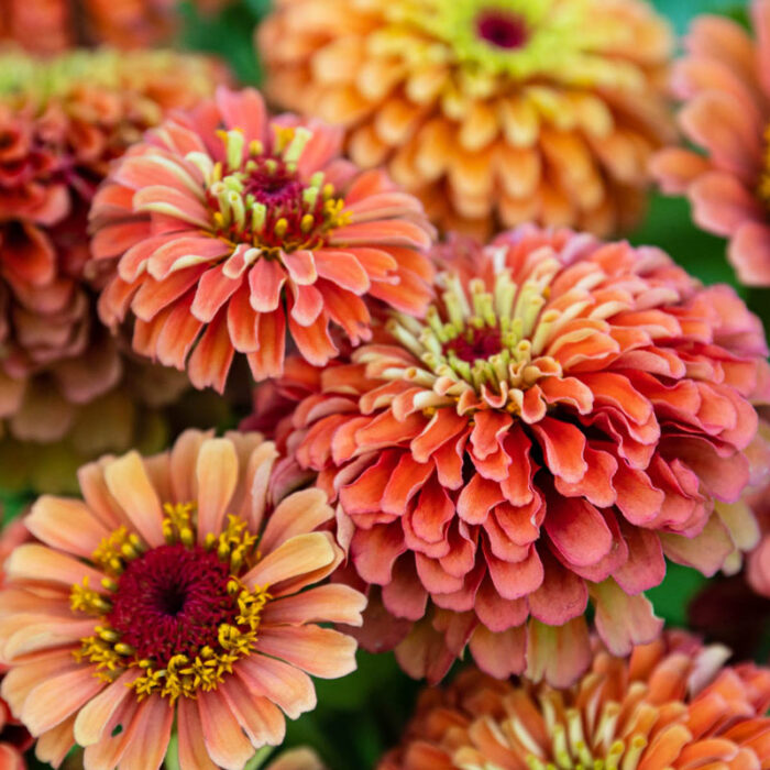 Queeny Lime Orange Zinnia