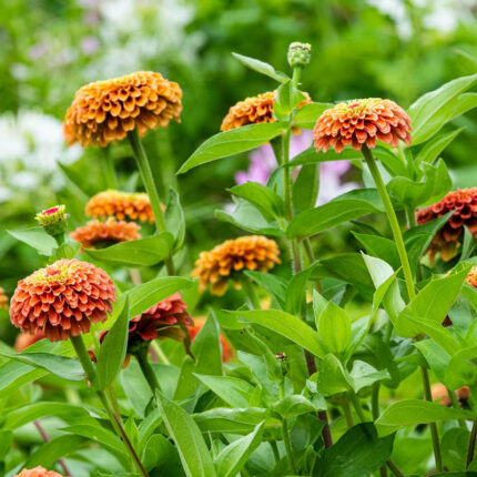 Queeny Lime Orange Zinnia