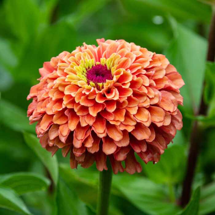 Queeny Lime Orange Zinnia