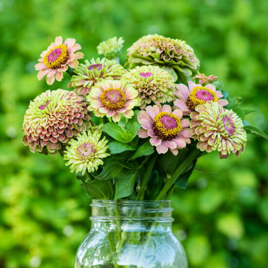 Queeny Lime with Blotch Zinnia