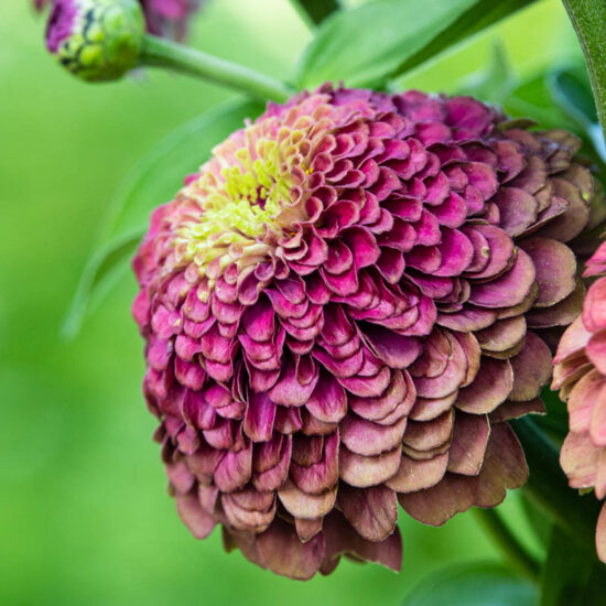 Queeny Lime Red Zinnia