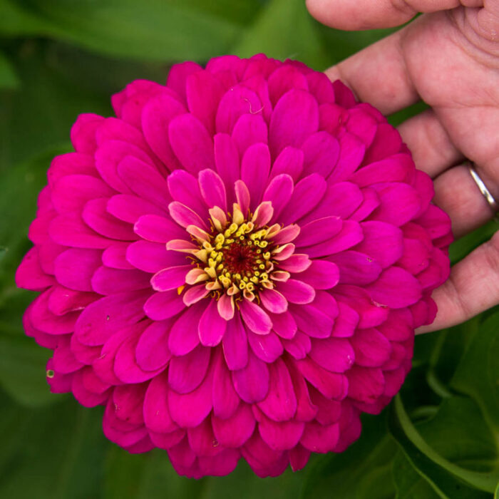 Uproar Rose Zinnia