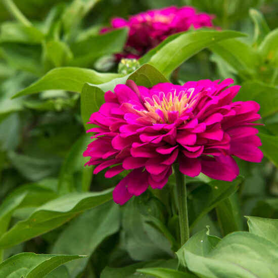 Uproar Rose Zinnia