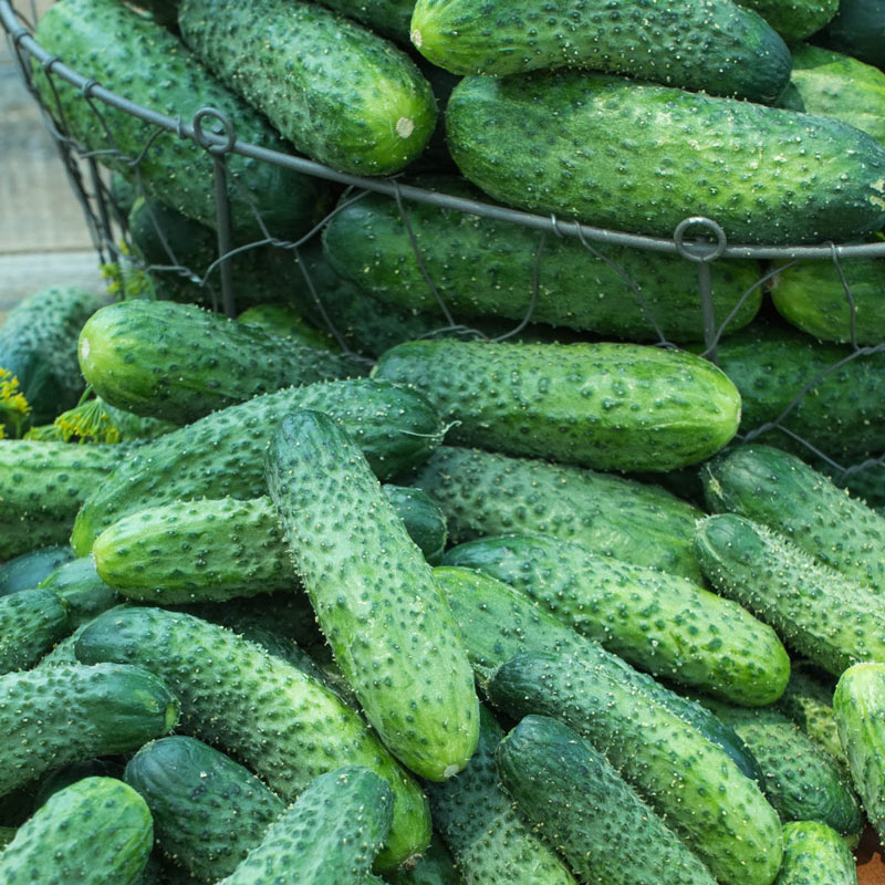 Dafne Hybrid Pickling Cucumber Seed