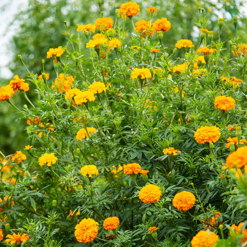 Crackerjack Mix Marigold