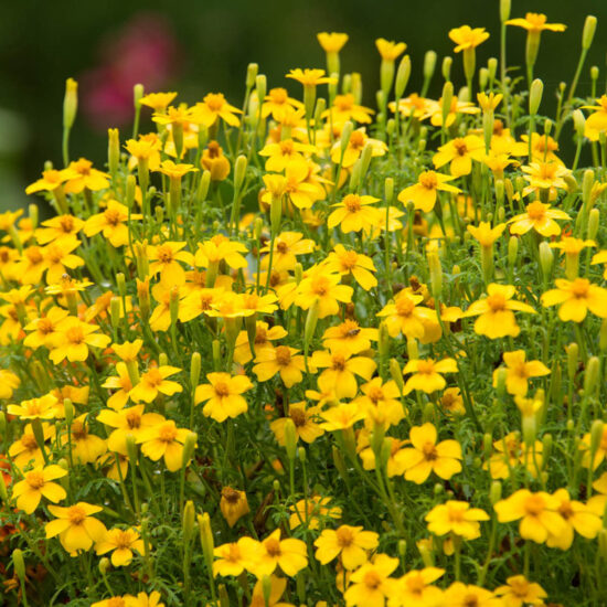 Signet Mix Marigold