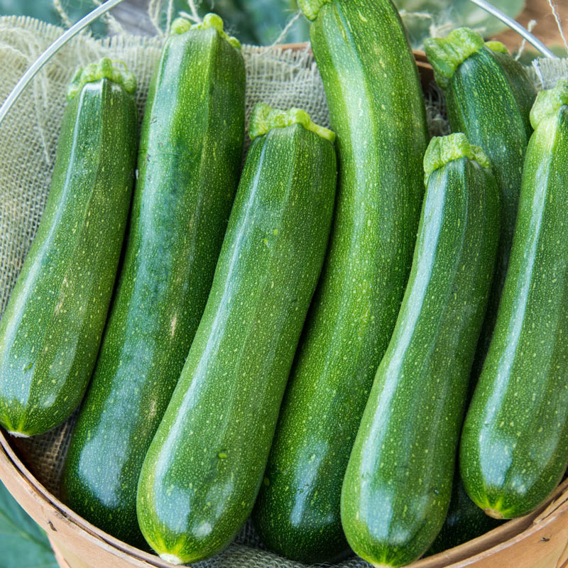 Cash Machine Hybrid Summer Squash