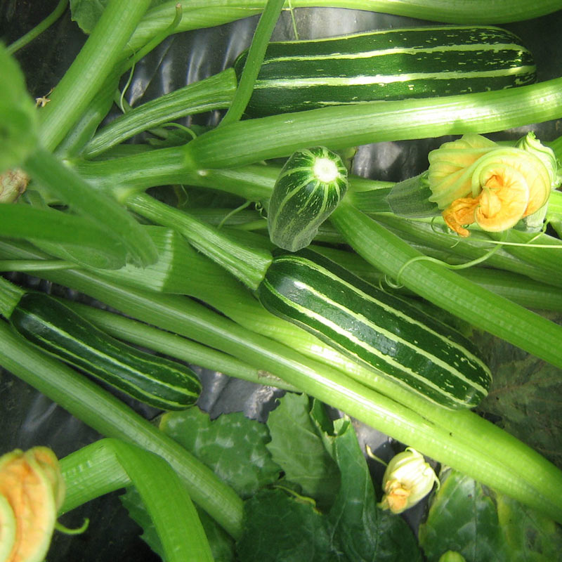 Safari Hybrid Summer Squash