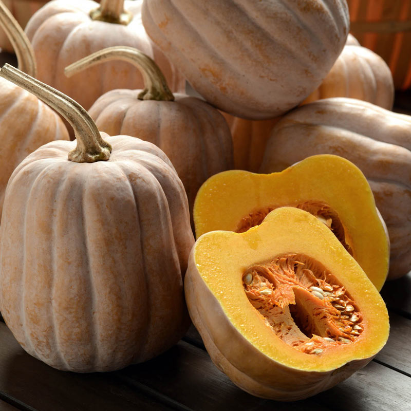 Autumn Frost Hybrid Winter Squash