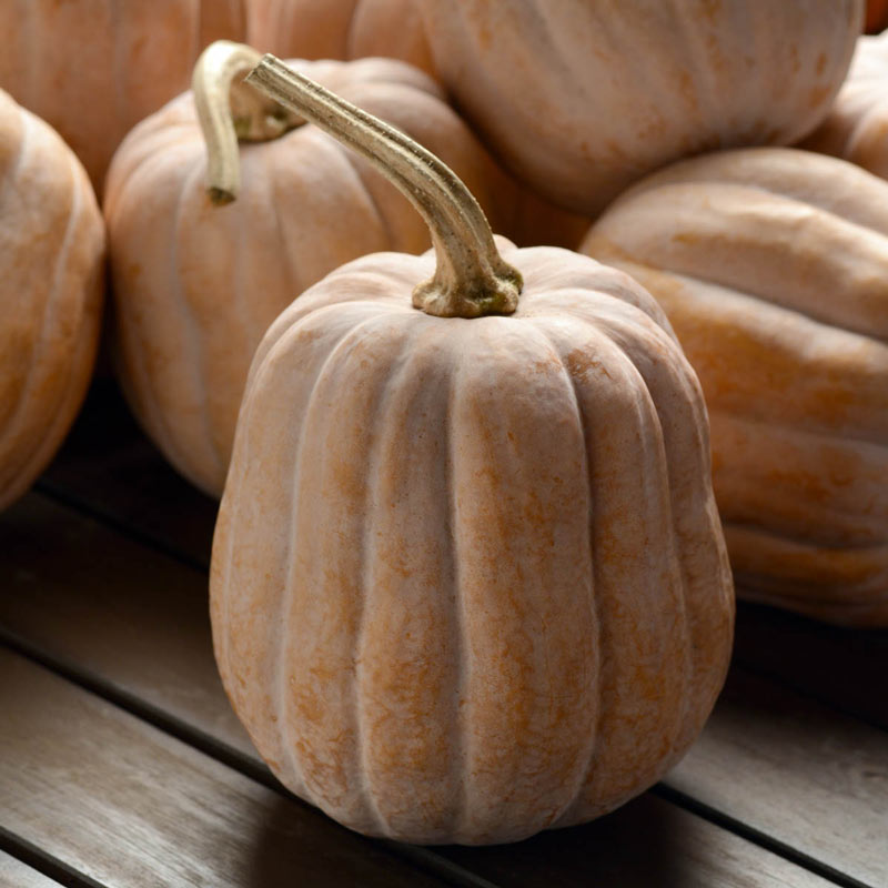 Autumn Frost Hybrid Winter Squash