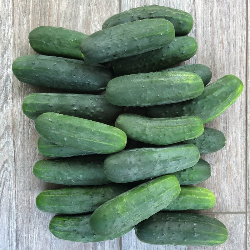 Super Max Hybrid Pickling Cucumber Seed