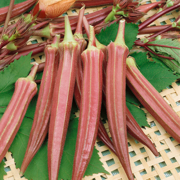 Okra Jing Orange Seed