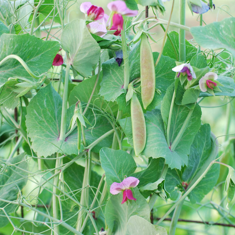 Spring Blush Snap Pea