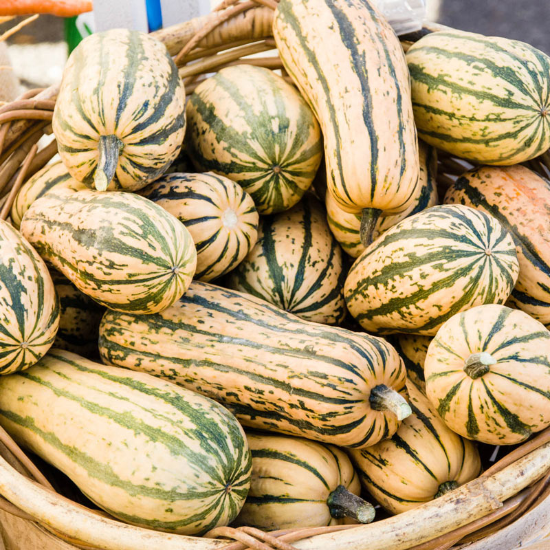 Delicata Honeyboat Winter Squash